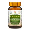 Echinacea 100kaps.jpg